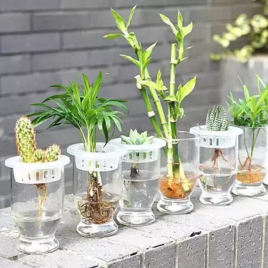 水培植物墻優(yōu)缺點(diǎn)分析