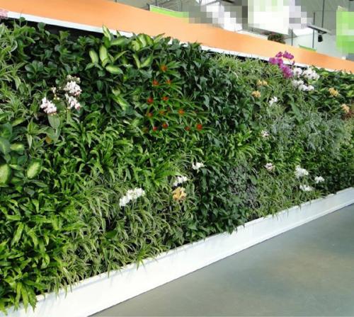 植物墻的規(guī)劃及運用有用削減隱形本錢更耐久的美化作用