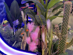 室內(nèi)立體植物