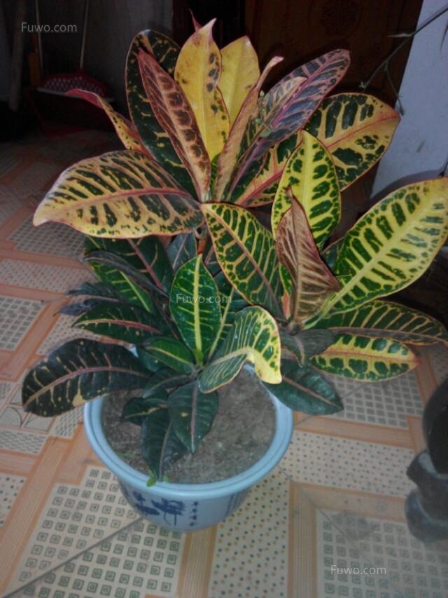 觀葉植物的栽培要點