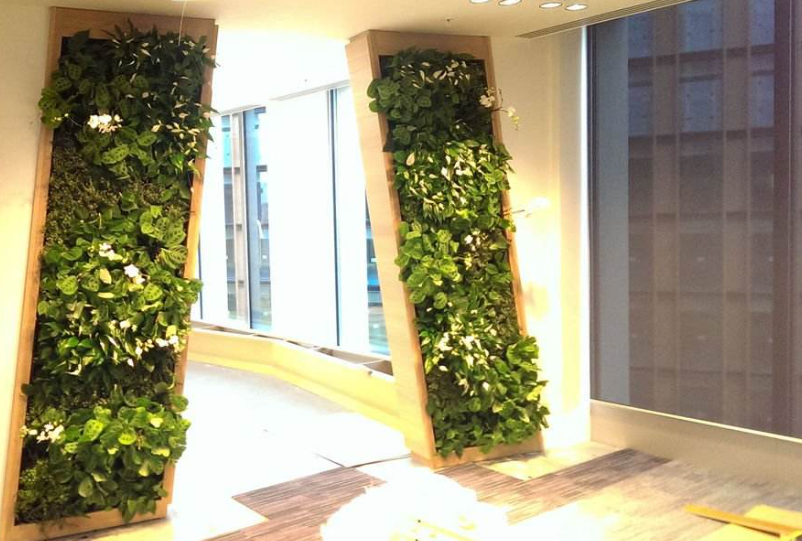 辦公室內(nèi)植物墻植物該如何挑選  ?