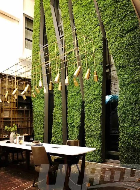 在室外打造垂直綠化植物墻常用這幾種物美價(jià)廉的植物