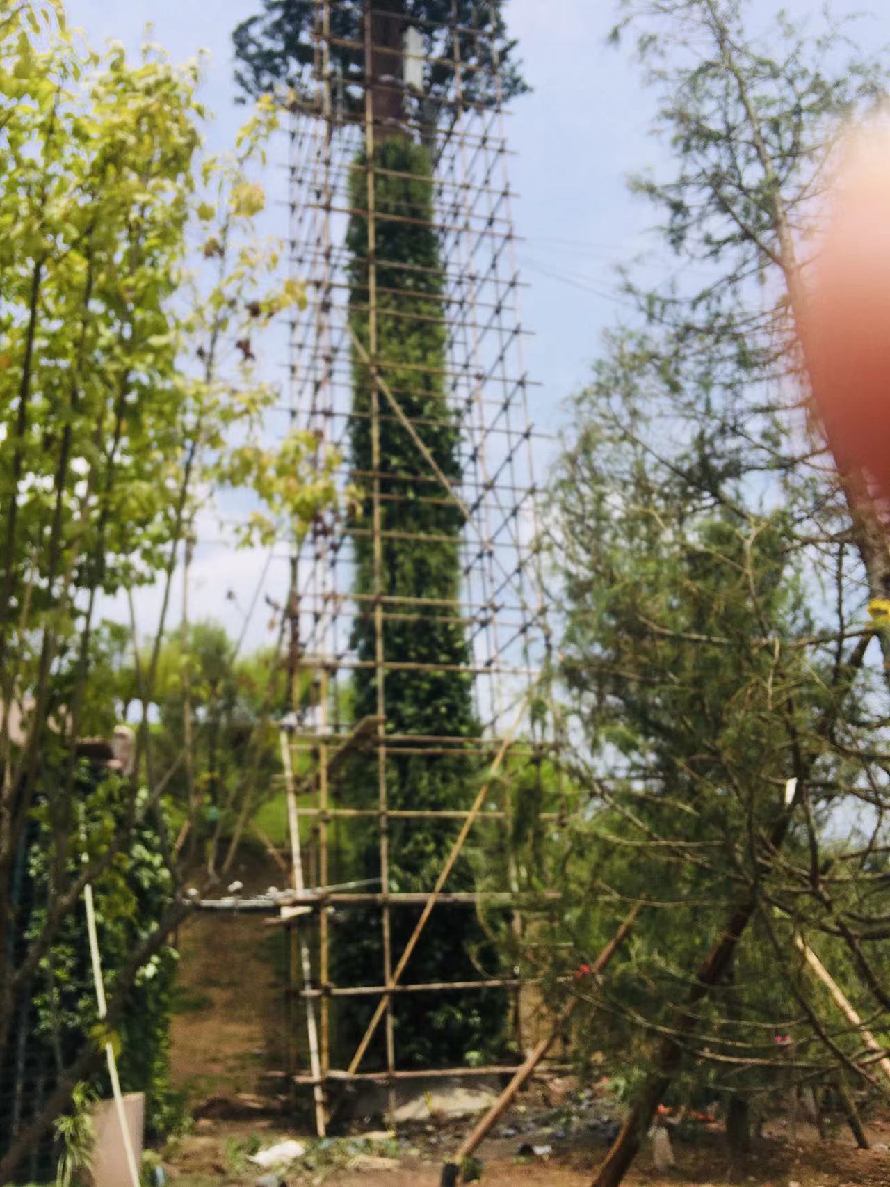 垂直綠化植物墻設計